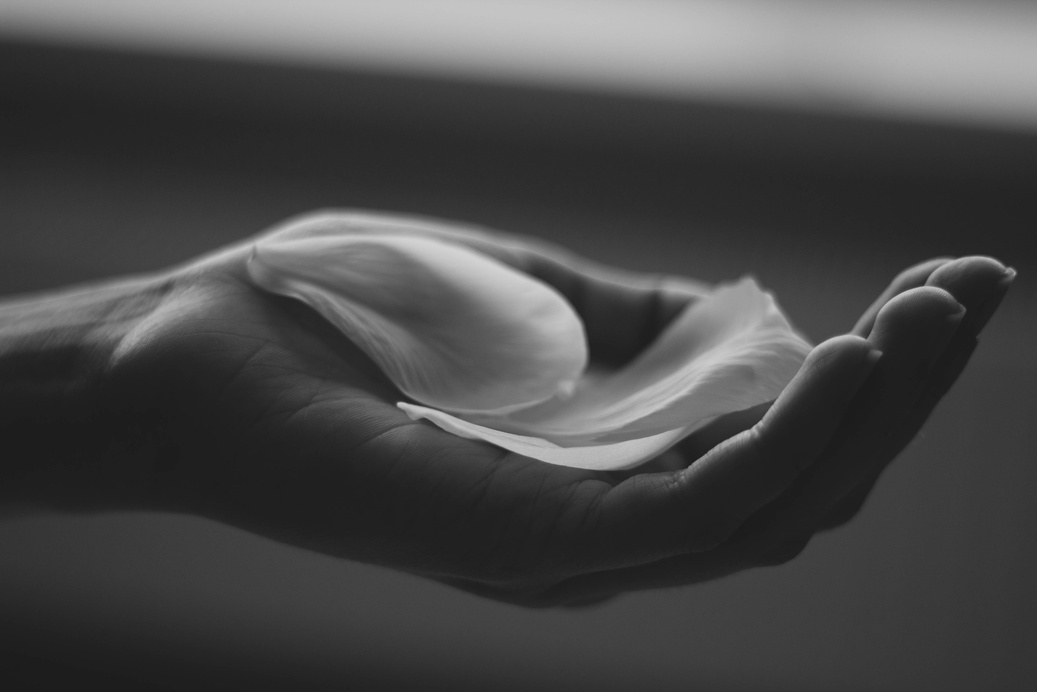 Grayscale Showing Flower Petals