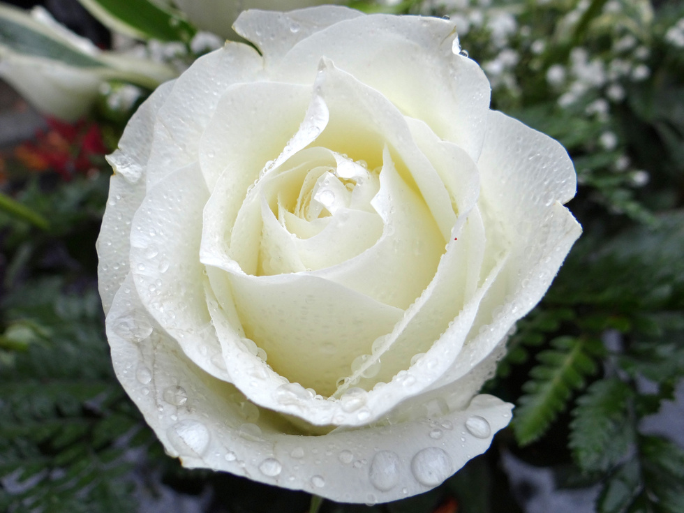 White Rose Flower